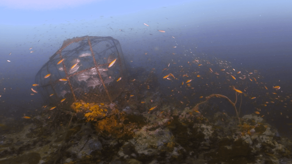 Trevalli in Artificial Reef Cage