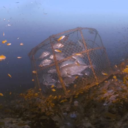 Trapped Trevally: A Reef Encounter