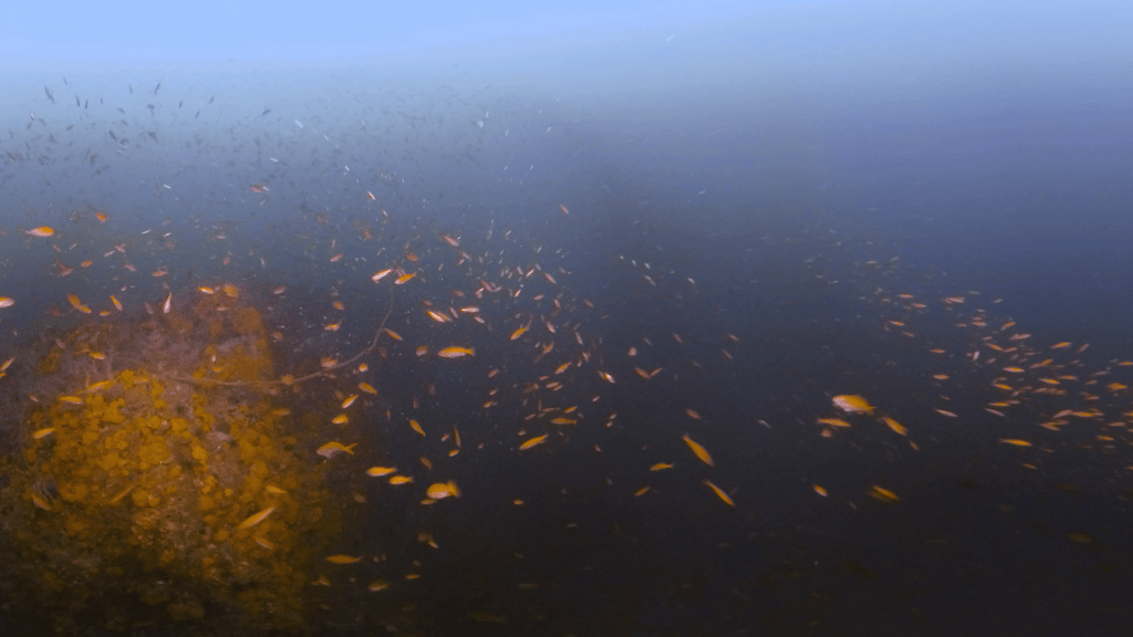 Anemonefish Haven: Coral Pinnacle