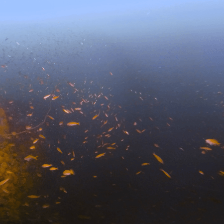 Anemonefish Haven: Coral Pinnacle