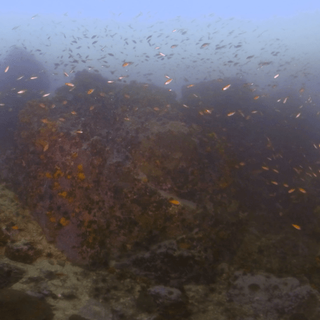 Pinnacle's Gold: Fish Swarm