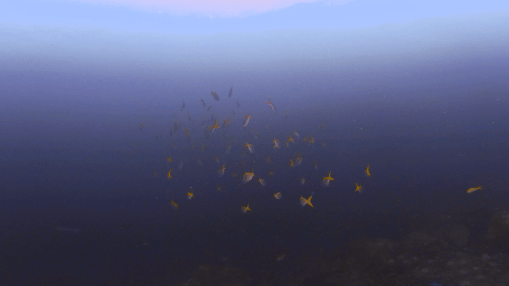 Fusilier Swarm on Reef Edge