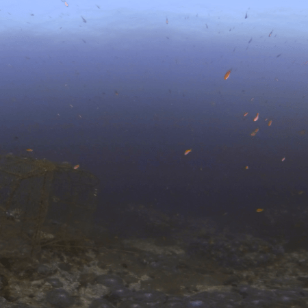 Lost Cage: Reef Ecosystem Encounter