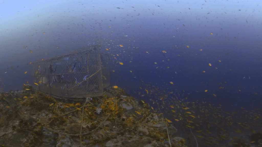 Batfish & Reef Fish Enclosure