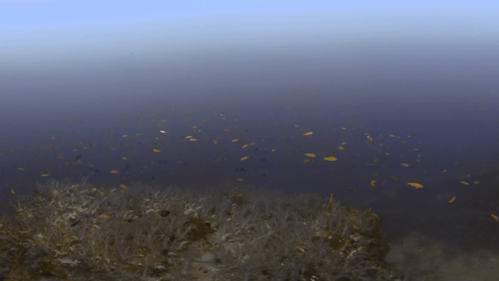 Pinnacle's Embrace: Moody Reef Scene