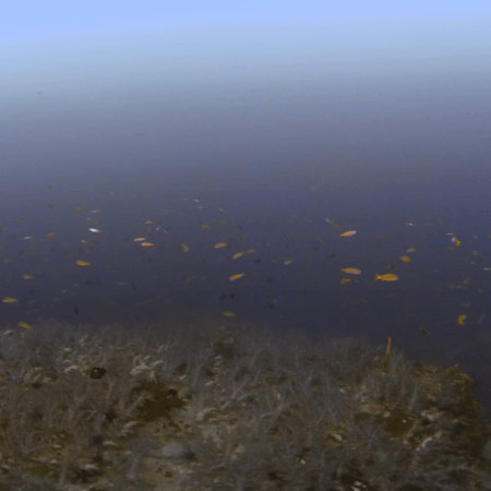 Pinnacle's Embrace: Moody Reef Scene