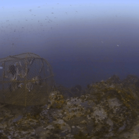 Batfish & Reef Scene Around Lost Fishing Cage