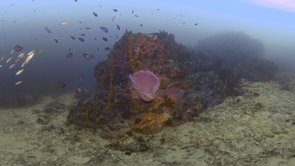 Sponge City: Damsels' Coral Home