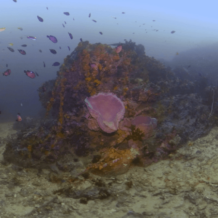 Sponge City: Damsels' Coral Home