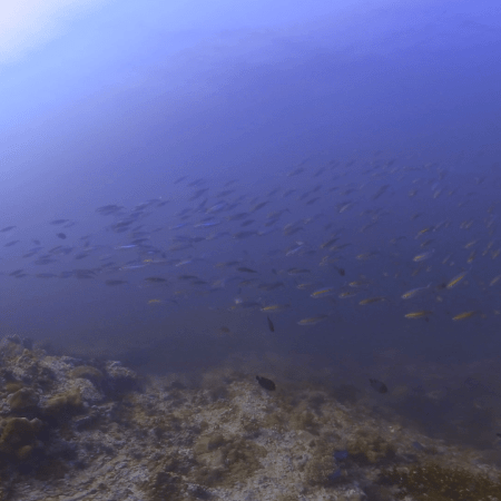 Coral Garden Symphony: Fish Ballet