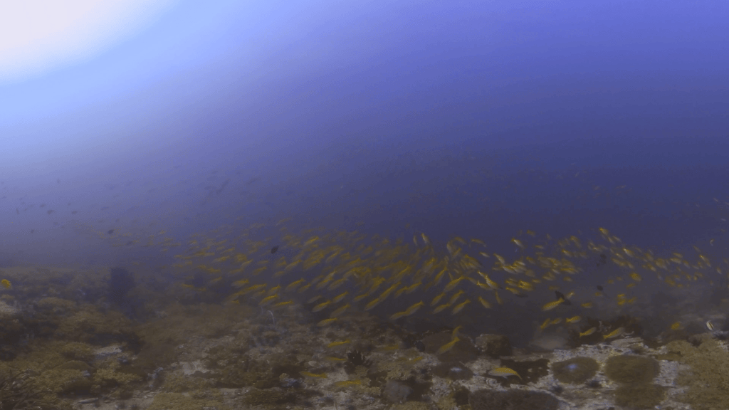 Golden Fish Swirl Through Coral