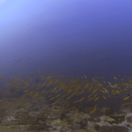 Golden Fish Swirl Through Coral