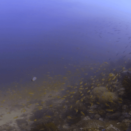 Golden Fusilier Garden