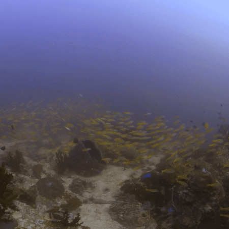 Fussiliers & Coral Gardens