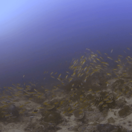 Fusilier Frenzy: Coral Reef Panorama