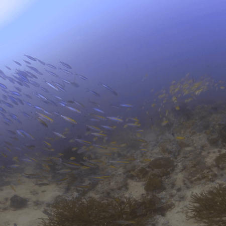 Coral Crossing: Fish Schools & Reef Life