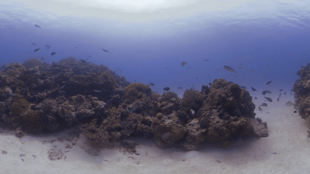 Reef Haven: Fish & Coral Panorama