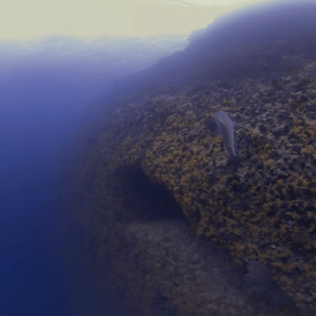 Gray Reef Shark: Current Dance