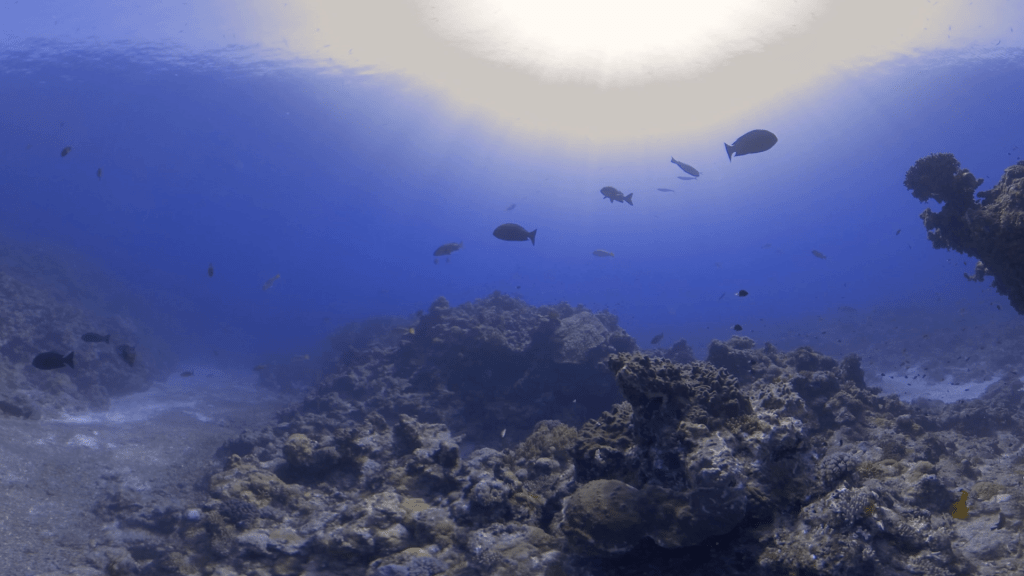 Sunlit Reef: Fish Dance