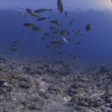 Sunlit Surgeonfish Ballet