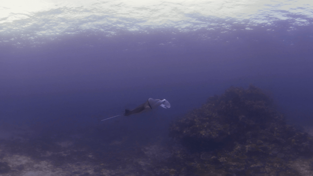 Manta's Reef Departure