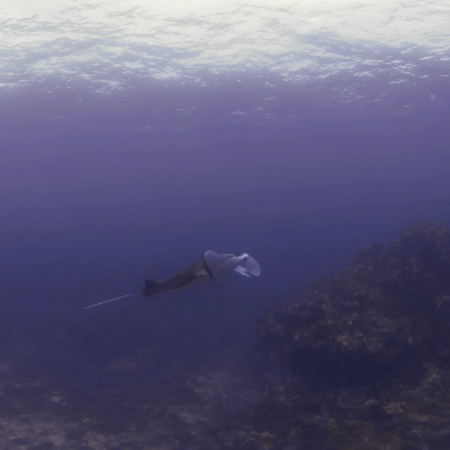 Manta's Reef Departure