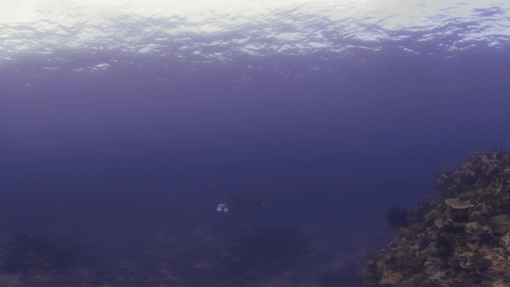 Distant Manta: Reef Vista