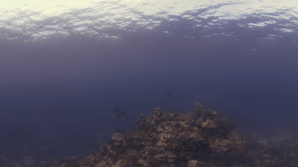 Manta's Reef Dance