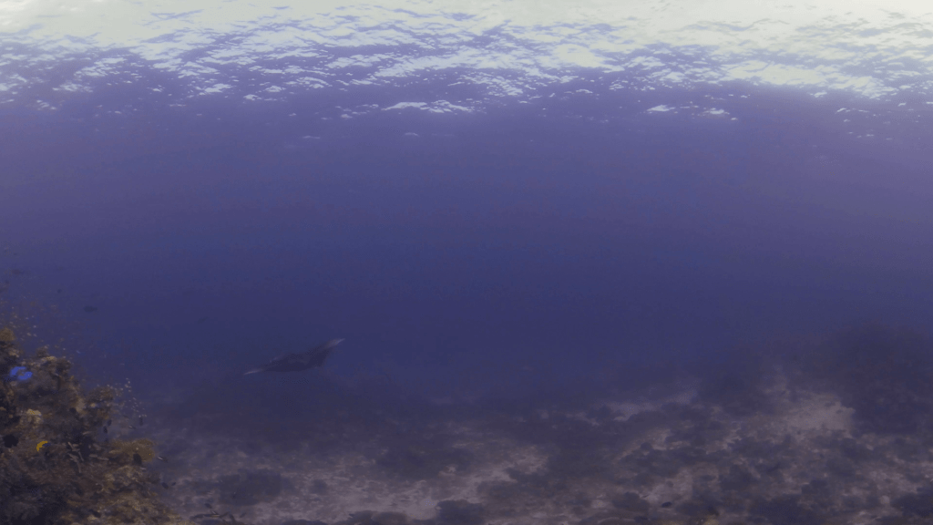Distant Manta Over Reef