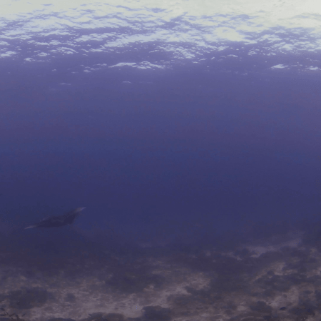 Distant Manta Over Reef