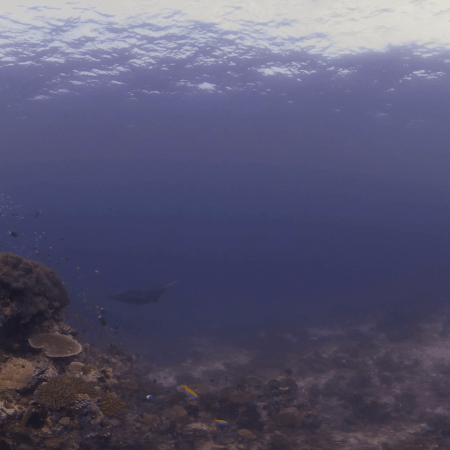 Distant Manta Over Coral