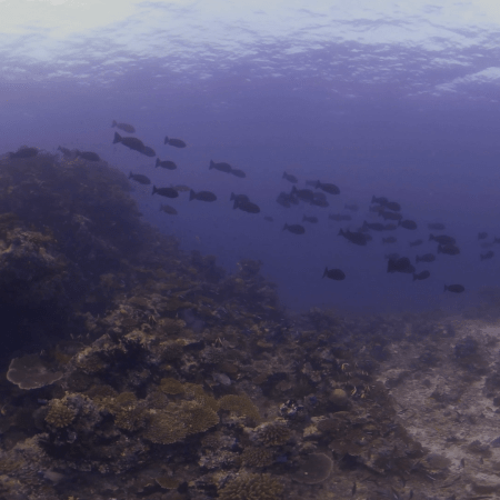 Unicornfish Haven: Reef Ecosystem