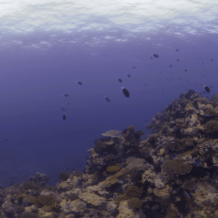 Coral Reef Fish Dance