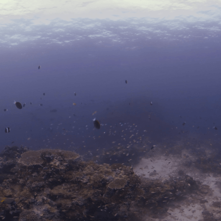 Reefscape: A Fish's-Eye View