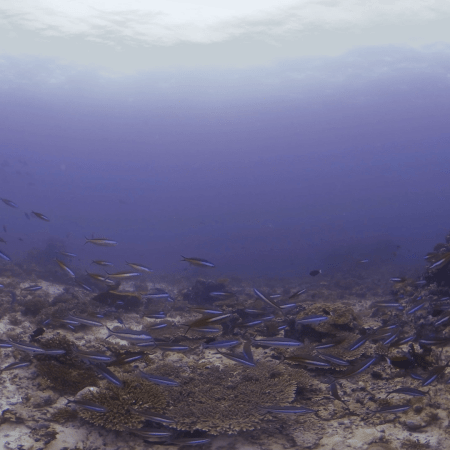 Reef Haven: Pilotfish Swarm