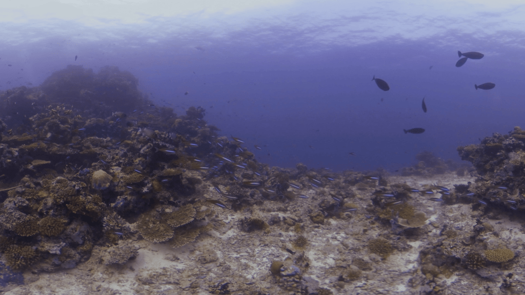 Pilotfish Swarm: Reef's Thriving Symbiosis
