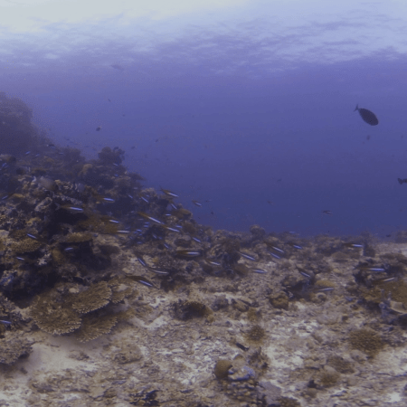 Pilotfish Swarm: Reef's Thriving Symbiosis