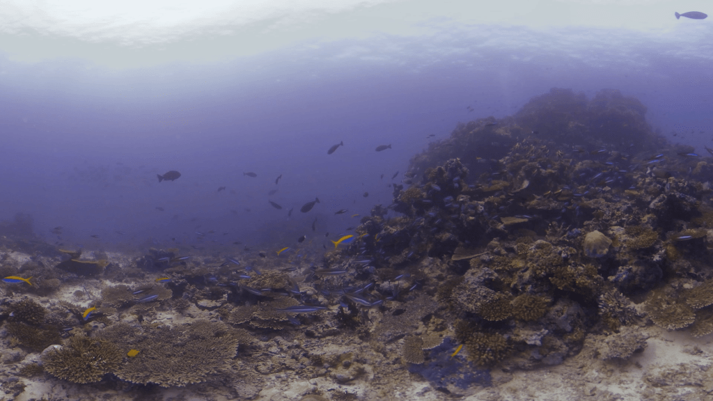 Reef Haven: Pilotfish Swarm