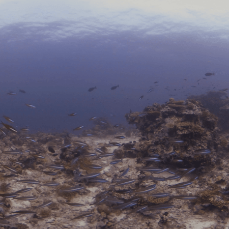 Pilotfish Swarm Reefscape