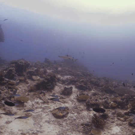 Reef Shark & Pilotfish: Symbiosis