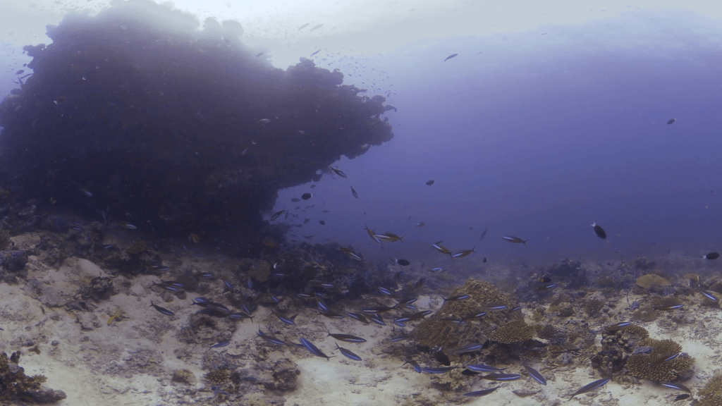 Reef Rock Haven