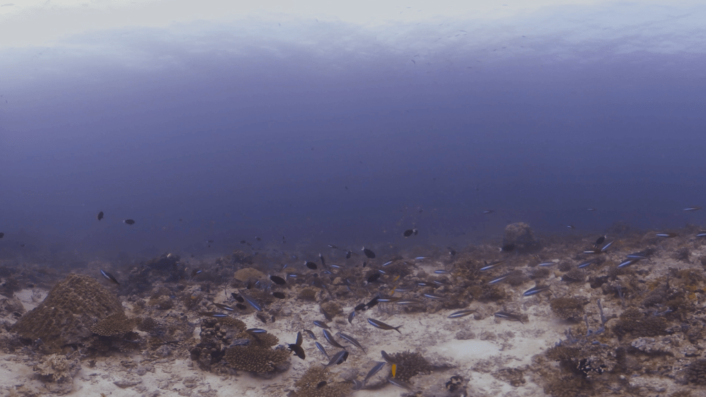 Coral Rock Biodiversity Hub