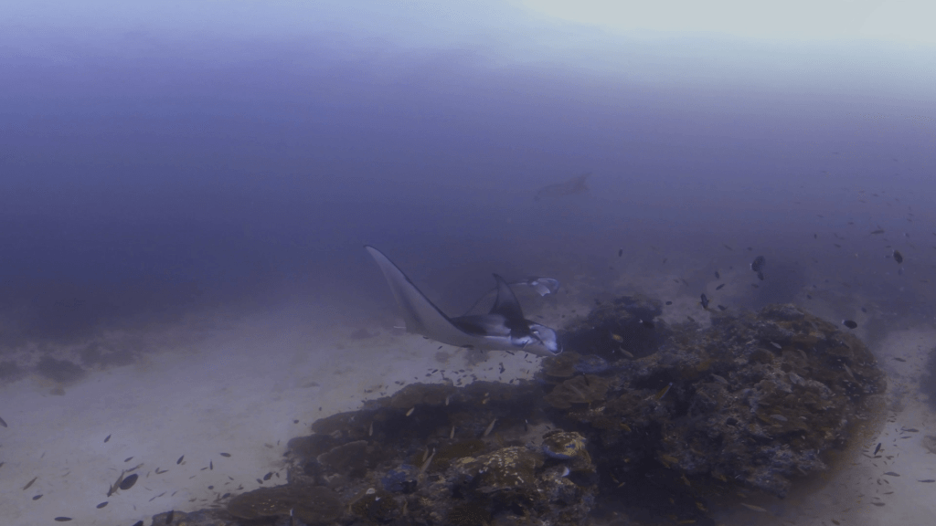 Manta Ray Cleaning Station Rendezvous