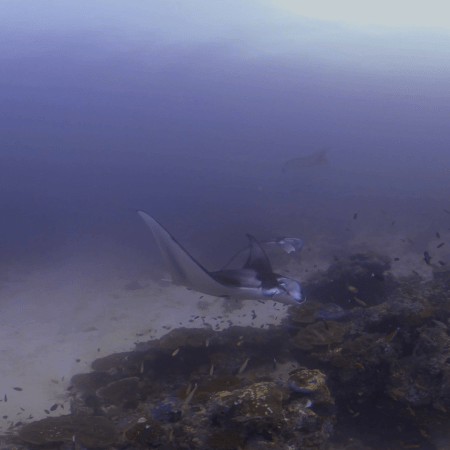 Manta Ray Cleaning Station Rendezvous