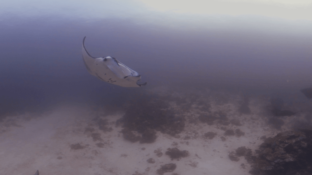 Manta Ray Reef Dance