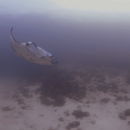 Manta Ray Reef Dance