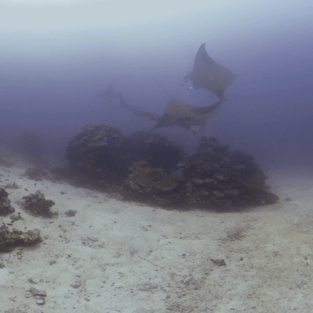 Manta Cleaning Ballet