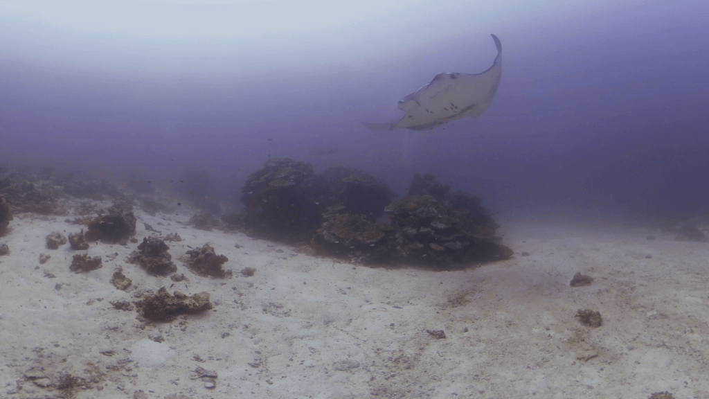 Manta's Reef Visit