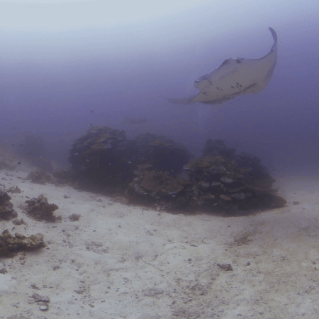 Manta's Reef Visit