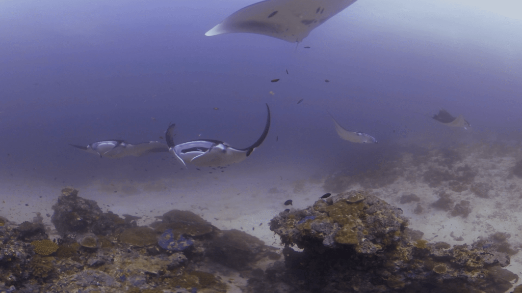 Manta Ballet Over Coral